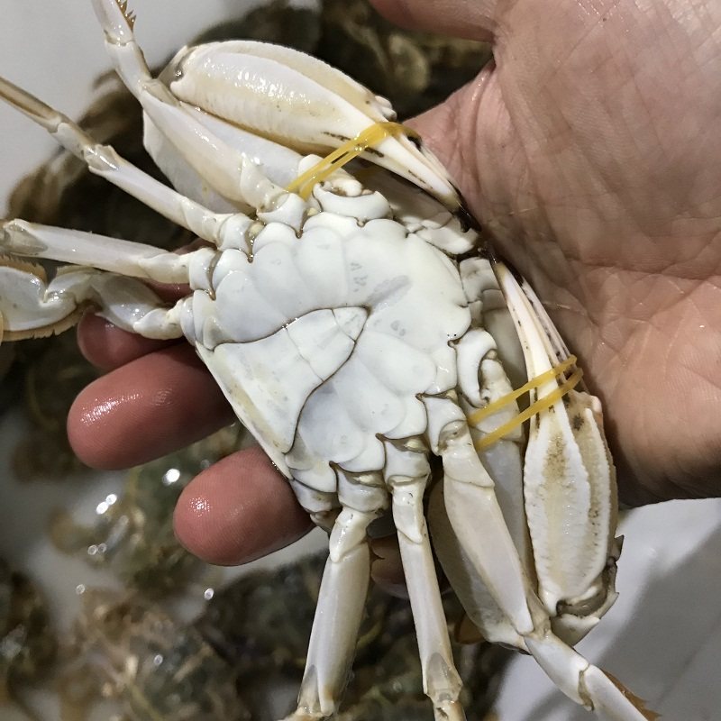 花蟹石头蟹三斤装海蟹石蟹石甲红海鲜鲜活本地野生顺丰江浙沪
