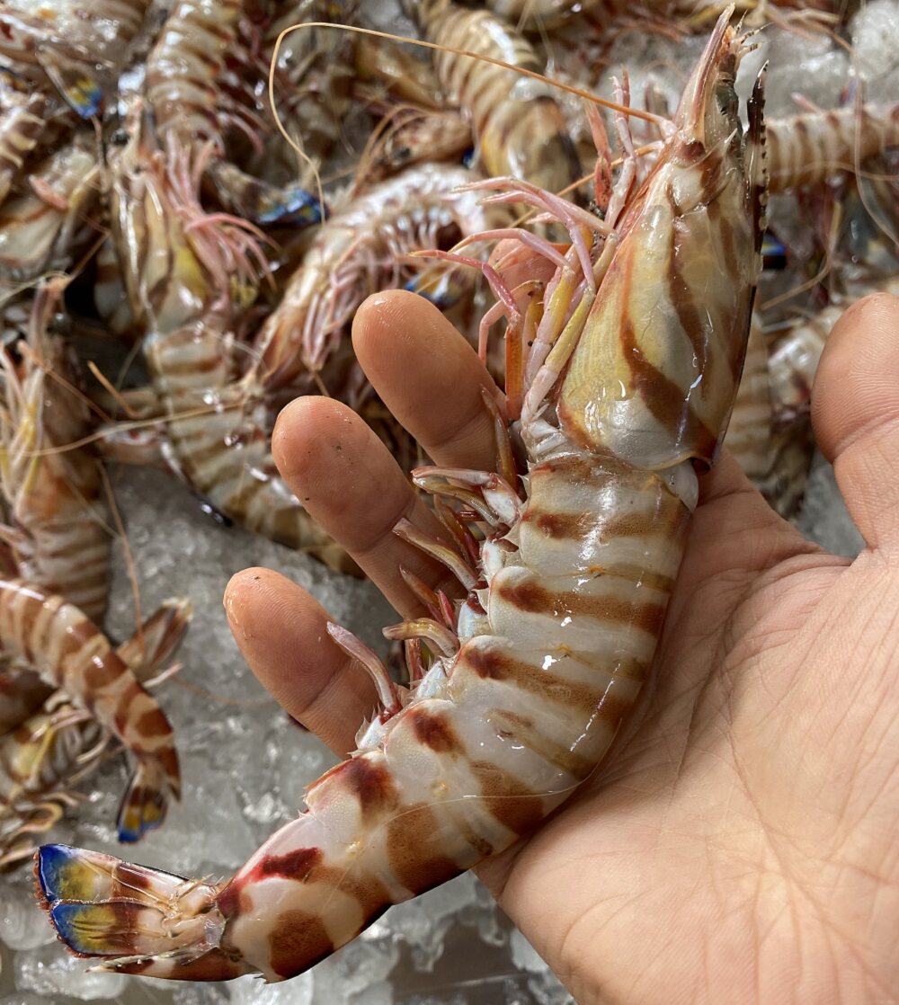 船冻竹节虾九节虾大号2斤装食用水产海虾台州海鲜斑节虾花虾顺丰