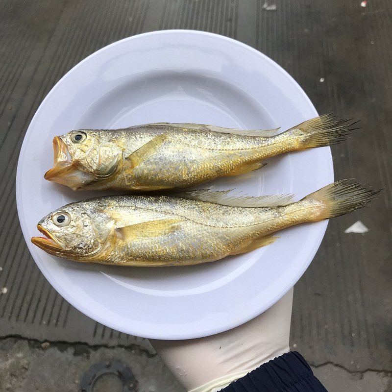 小黄鱼2斤装海鱼海捕野生娇娇鱼黄花鱼新鲜海鲜水产顺丰一斤7-8条