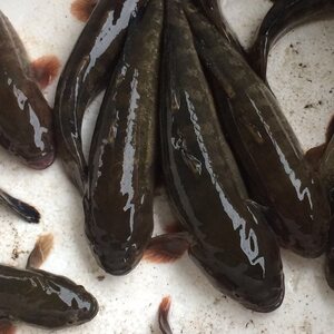 包活涂鳗鲟虎鱼海鲜食用海鱼皇帝鱼蝤蠓虎乌鱼一斤4到6条鲜活水产