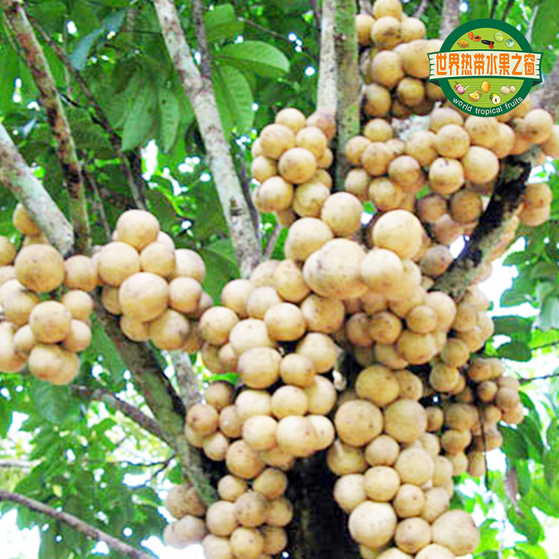 特价龙贡果_龙贡果树苗 真实树龄1年嫁接苗 庭院盆栽地栽果苗南北方