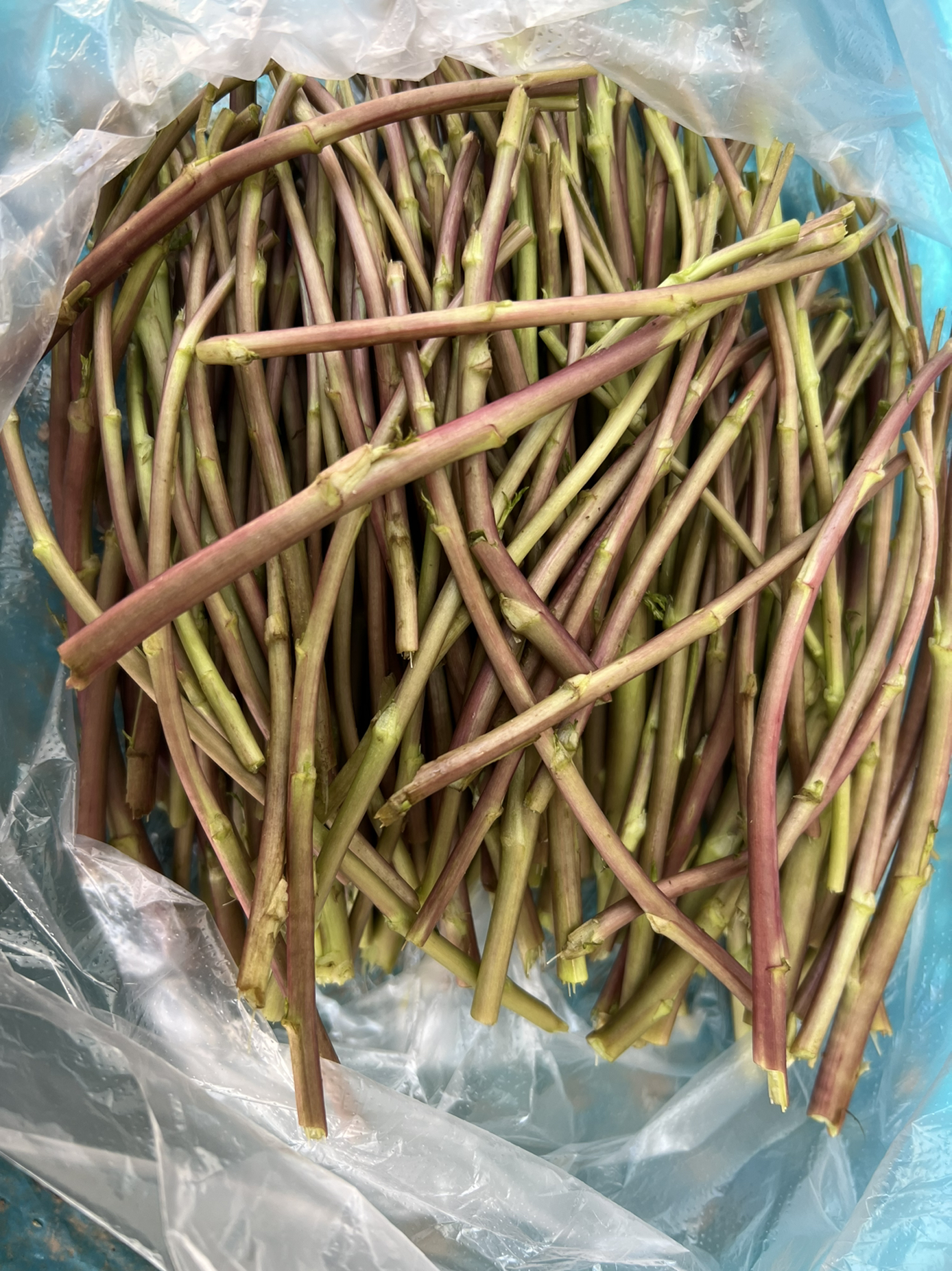 实物拍八卦洲野生红芦蒿黎蒿净菜摘去叶摘老茎嫩新鲜泥蒿藜蒿蔬菜