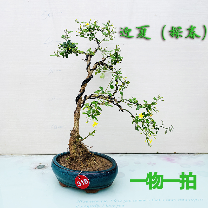淘宝探春花迎夏花假山造型盆景树桩老根微型盆栽室内阳台植物绿植花卉