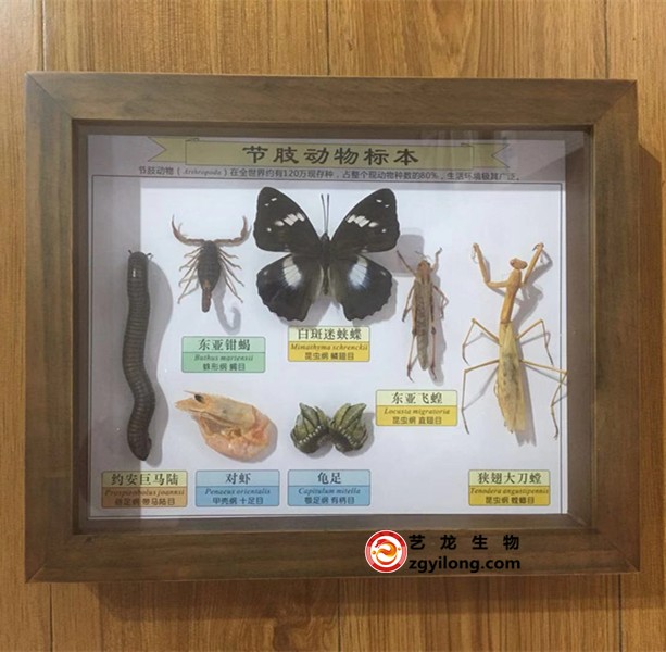 昆虫生物标本生活史分类小学幼教科普教学展示模型中小学高端礼品