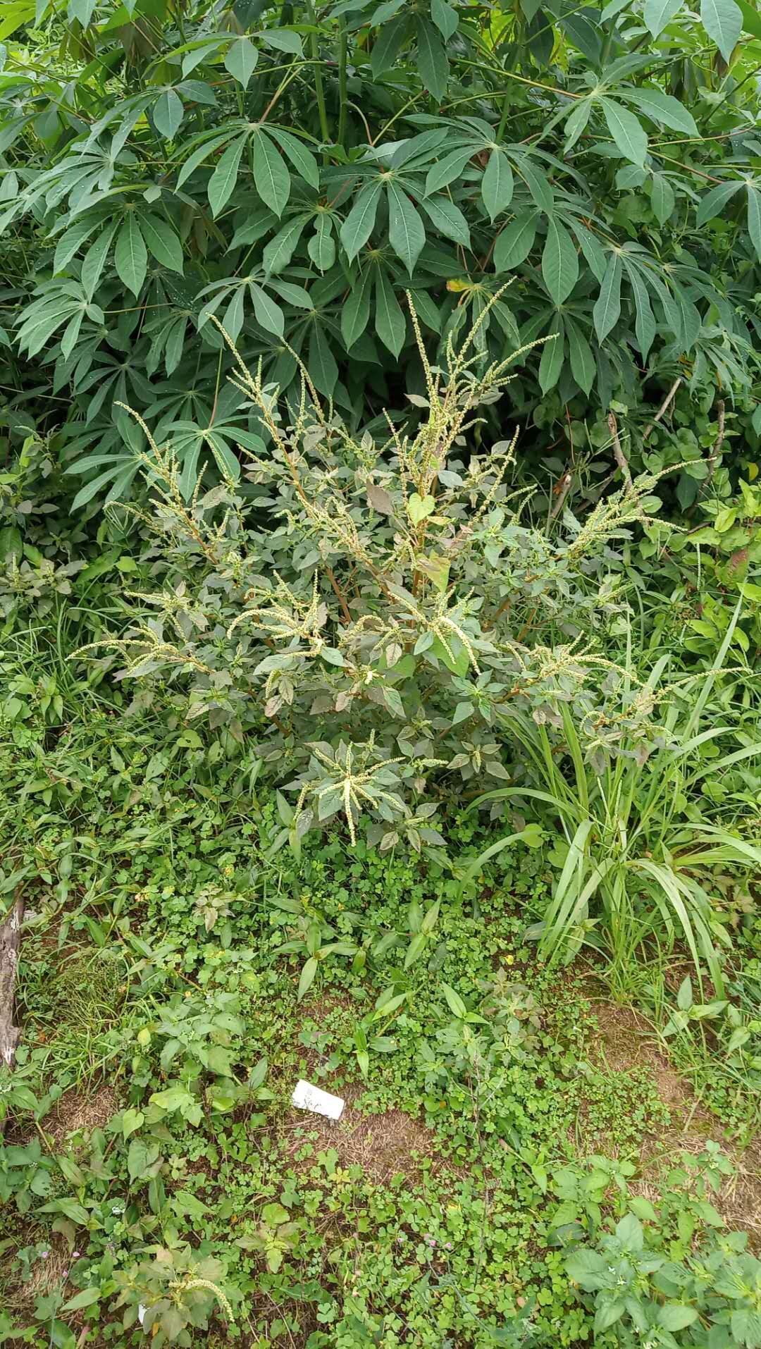 包邮潮汕青草药野生现采新鲜刺苋野苋菜猪母刺根头