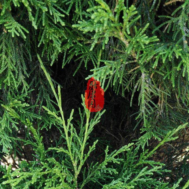 圆柏叶 鲜货500g洗养发乌发生发黑发扁柏树叶野生圆侧柏 扁柏