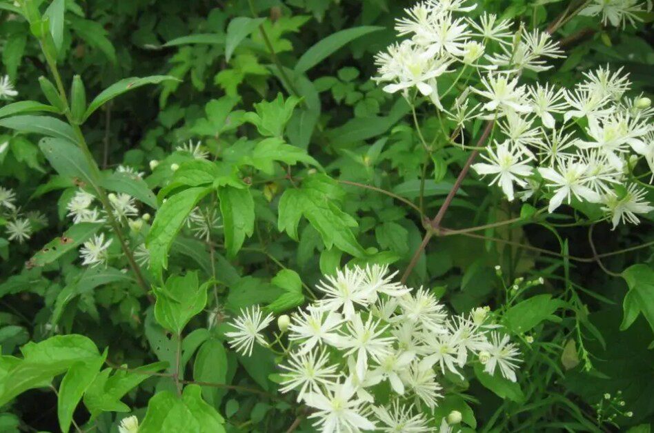 木通新鲜野外中草药材女萎牡丹蔓山白苏草穿其他药食同源食品