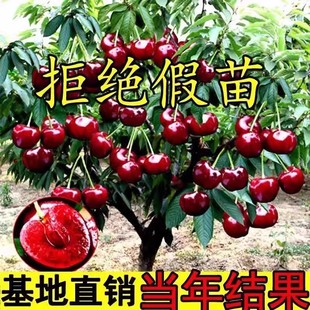 车厘子树苗樱桃树苗矮化特大樱桃果树庭院名贵南北方种植盆栽