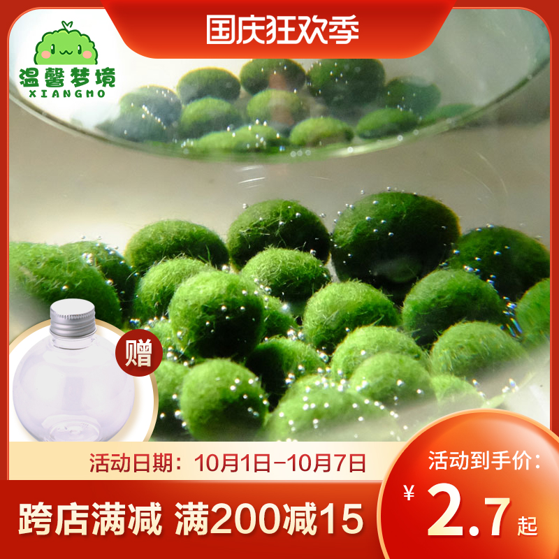 marimo馬裏莫寵物海藻球微景觀生態瓶辦公室水培植物綠球藻營養液在類目 鮮花速遞/花卉仿真/綠植園藝, 創意迷你植物中 - 來自Buy2taobao.com提供專業的淘寶代購服務
