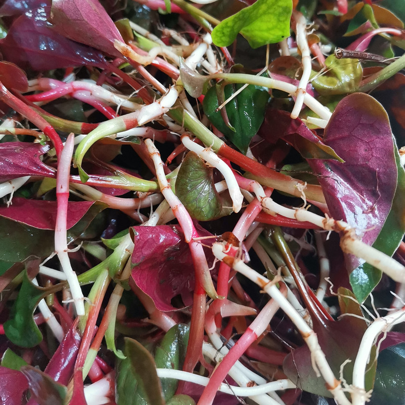 四川南充巴中折耳根新鲜带叶子野生泽耳根节节根嫩芽扎耳根脆子根