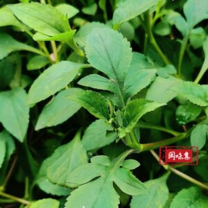 苦菜野生新鲜福建图片