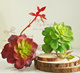 仿真多肉植物塑料假绿色植物带芽雪莲花家居装饰品厂家直销装饰花