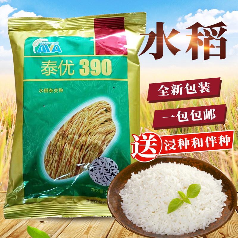 泰优390 优至种业 优质稻 水稻种子 杂交水稻 水稻 中稻 晚稻