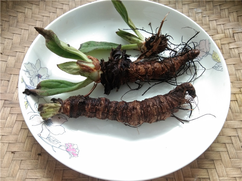 贵州新鲜岩白菜纯根 中药材岩青菜猫耳朵石三七矮白菜石虎耳500克