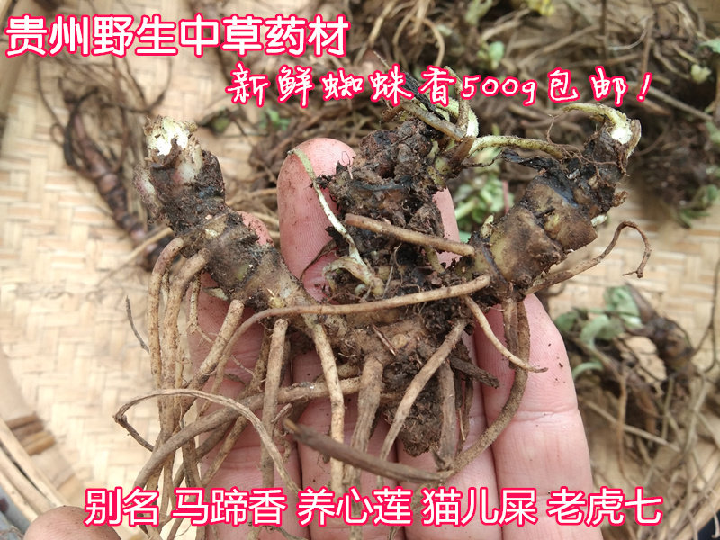 贵州野生新鲜蜘蛛香500g 中草药材马蹄香缬草养心莲猫儿屎老虎七