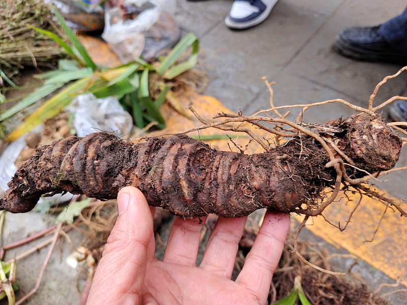 贵州新鲜重楼 中药材独脚莲七叶一枝花草河车灯台七高原地产500克