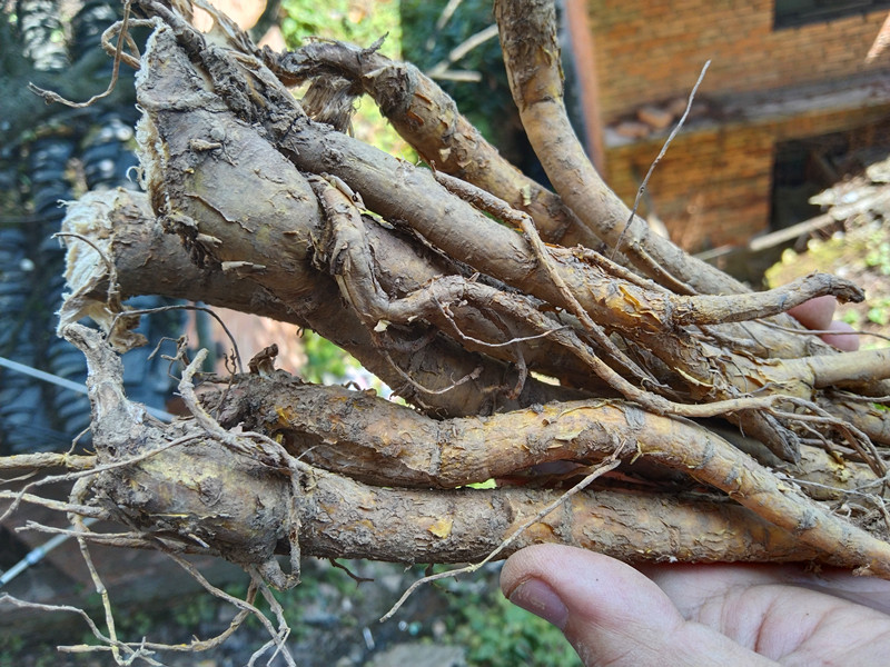 贵州食用新鲜苦参根 中药材山槐根整根湿货野槐根苦骨茶地参500克