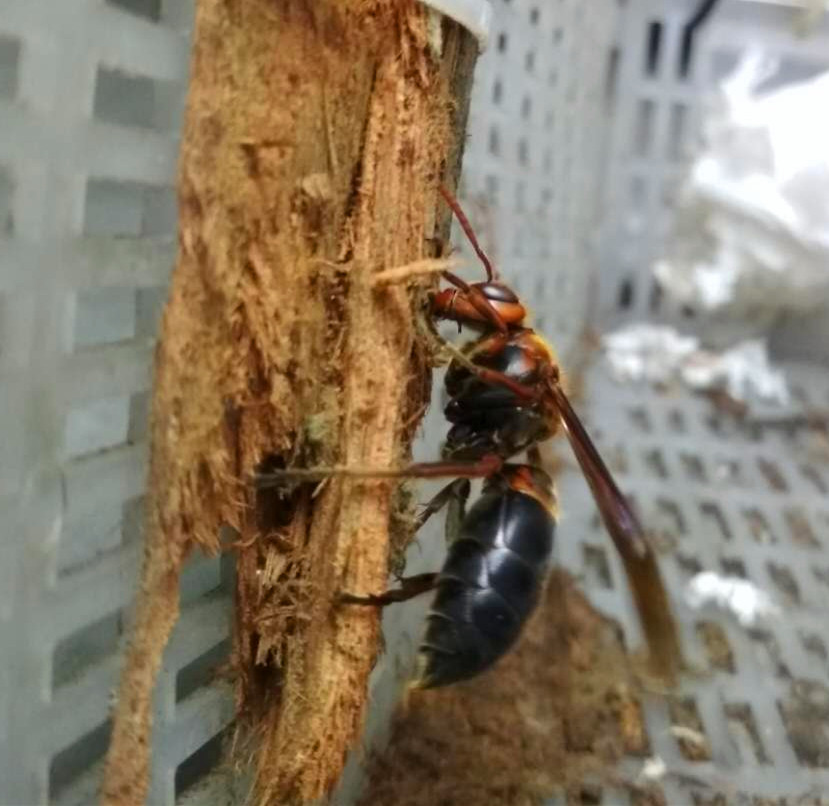 野生游七里蜂王胡蜂王马蜂服虎头红娘金环大黑尾营养液活动区食笼