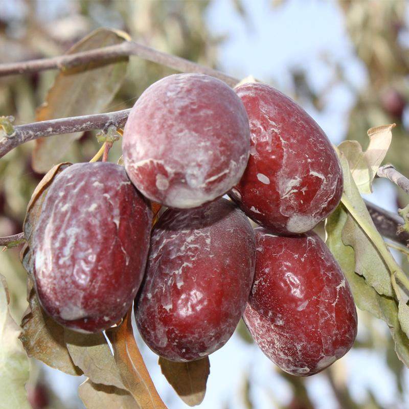 新疆若羌灰枣原枣 吊干枣10斤 未清洗 包邮