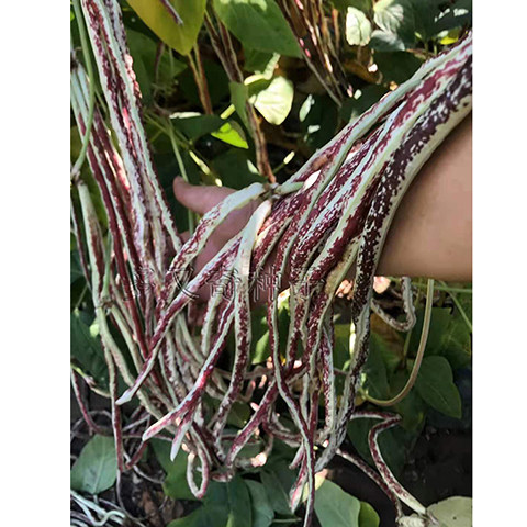 彩虹豇豆种子 彩色豆角种子 春夏秋豇豆 耐热耐湿耐老化菜豆种子