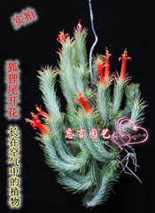 狐狸尾 空气凤梨 Tillandsia 比多肉好养 空气植物 绿植花卉盆栽