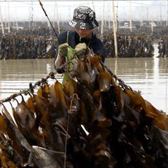 福建东山岛海带干货250g日晒昆布切海带片丝海带头海带结特价包邮