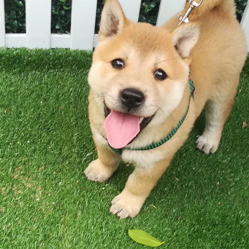 中华田园犬活体广西土猎土狗笔尾灰下司大头虎斑大黄狗茶杯犬柴犬