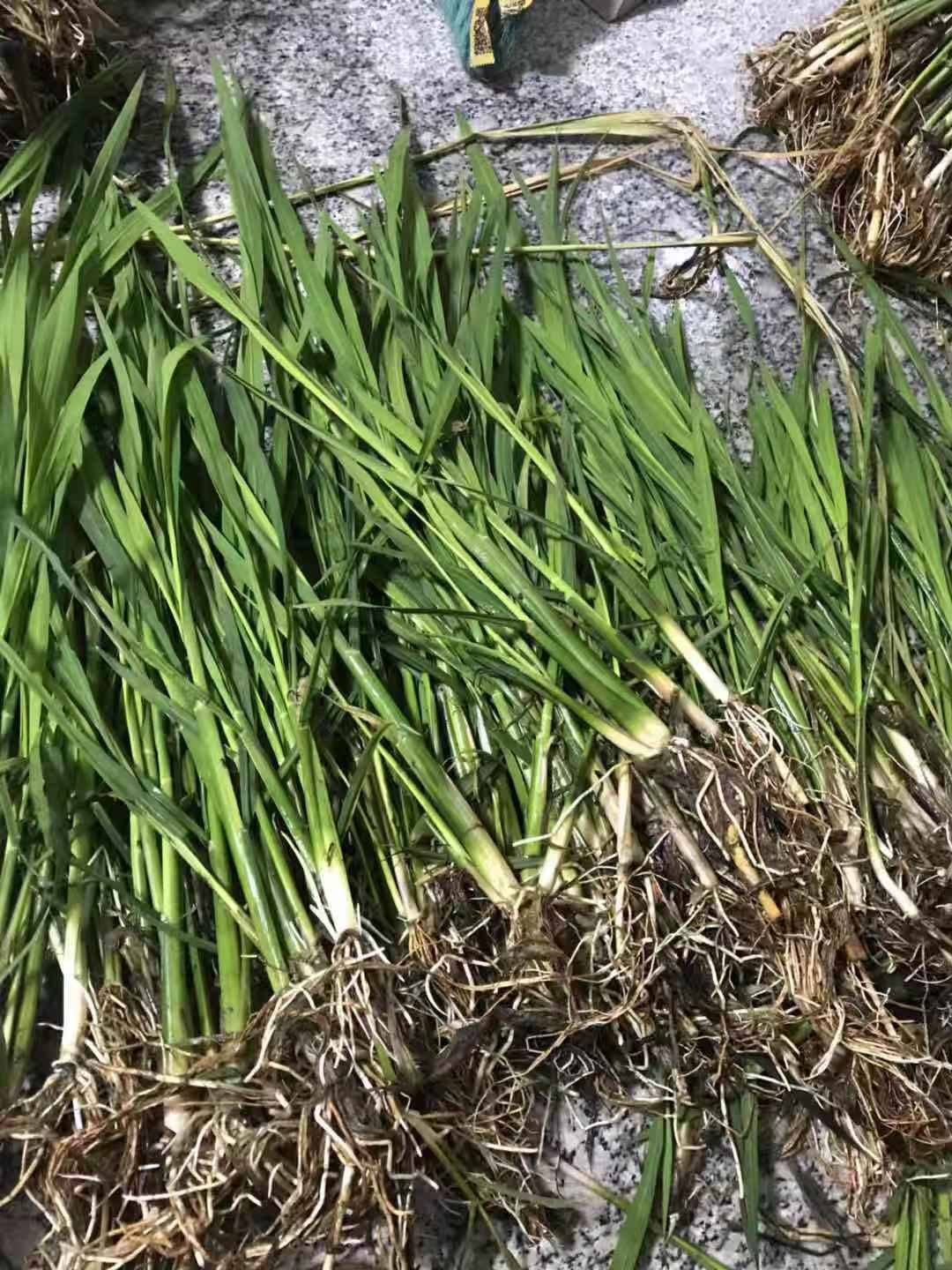 水生植物茭白苗茭白种子 茭瓜双季高瓜苗 美人茭 龙虾套养