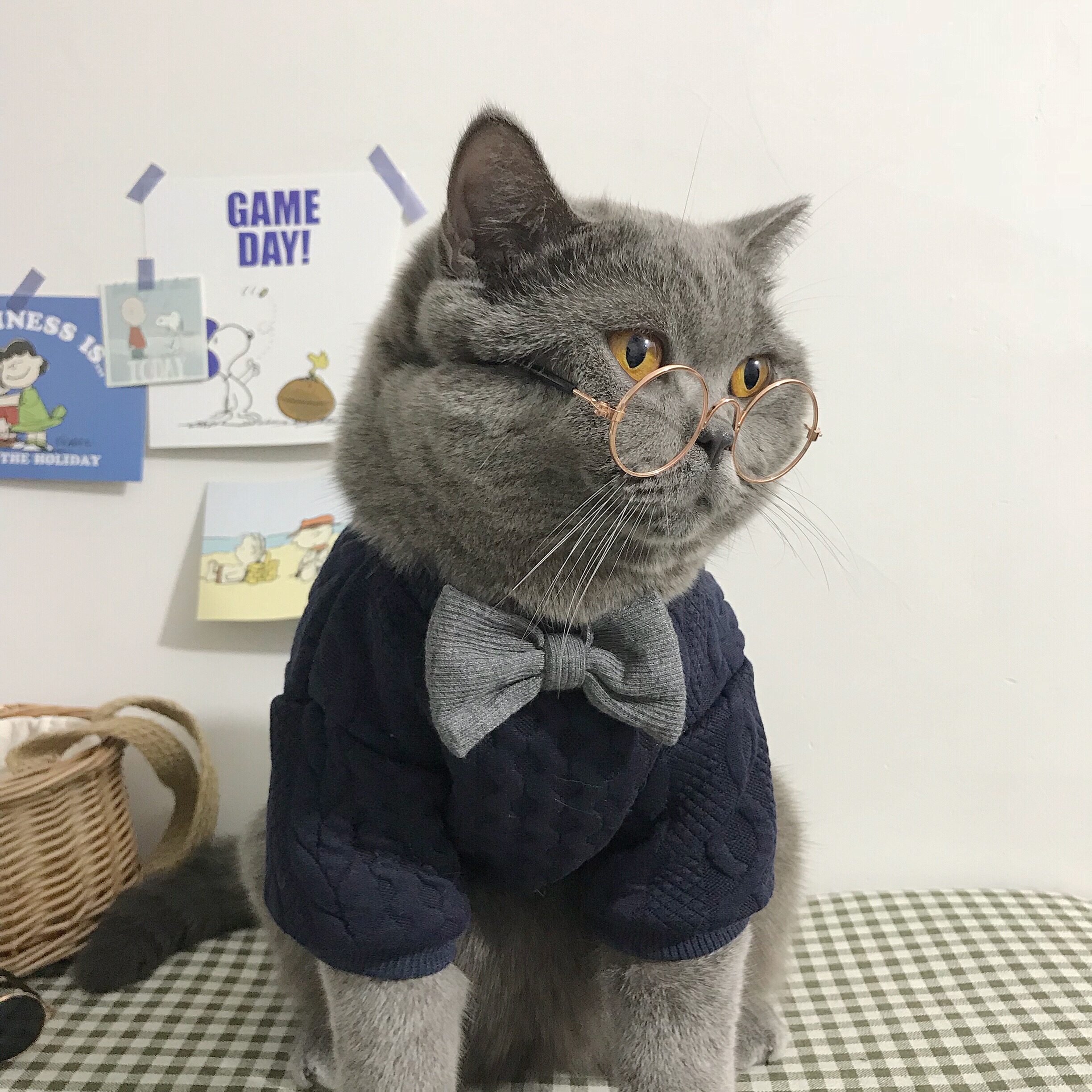 网红狗狗柯基猫咪衣服冬装宠物猫衣服冬季加厚保暖