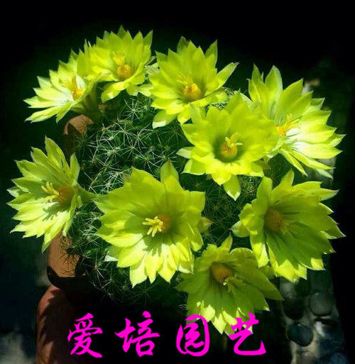 正宗小金星5厘左右开花美 易群生开花球 不是大金星