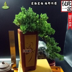 珍珠柏盆栽盆景办公室内植物客厅盆栽树四季绿植珍珠柏盆景中国风