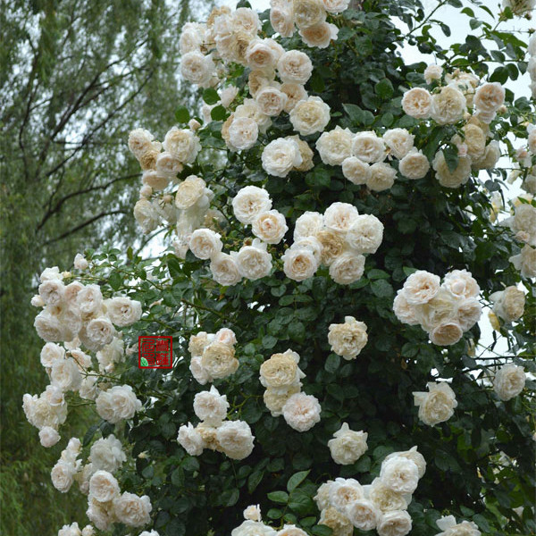 获奖g22夏日回忆summer memories青莲居德国进口嫁接中型灌木月季