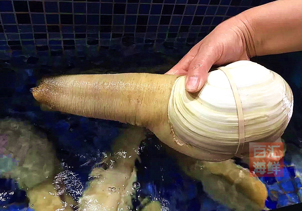 【三只起拍】鲜活白蚌400g左右/只 水蚌象拔蚌刺身象鼻蚌大蚌仔