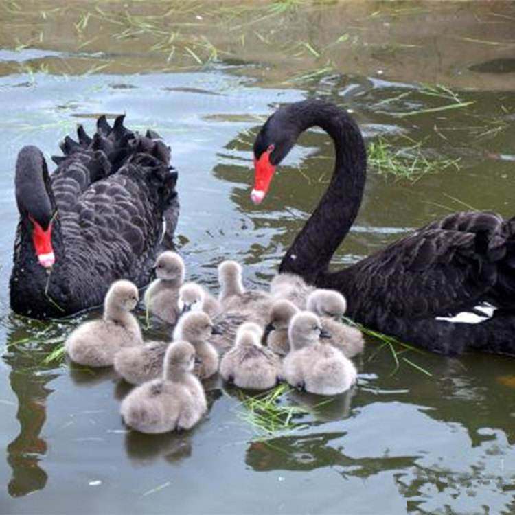 观赏黑天鹅活苗大鹅小鹅种鹅景区观赏鹅一对黑天鹅活体包活到家