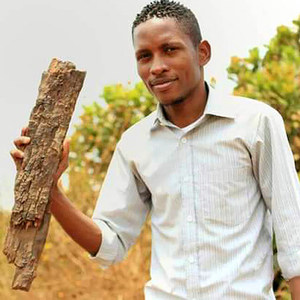 卡宾达树皮天然价格