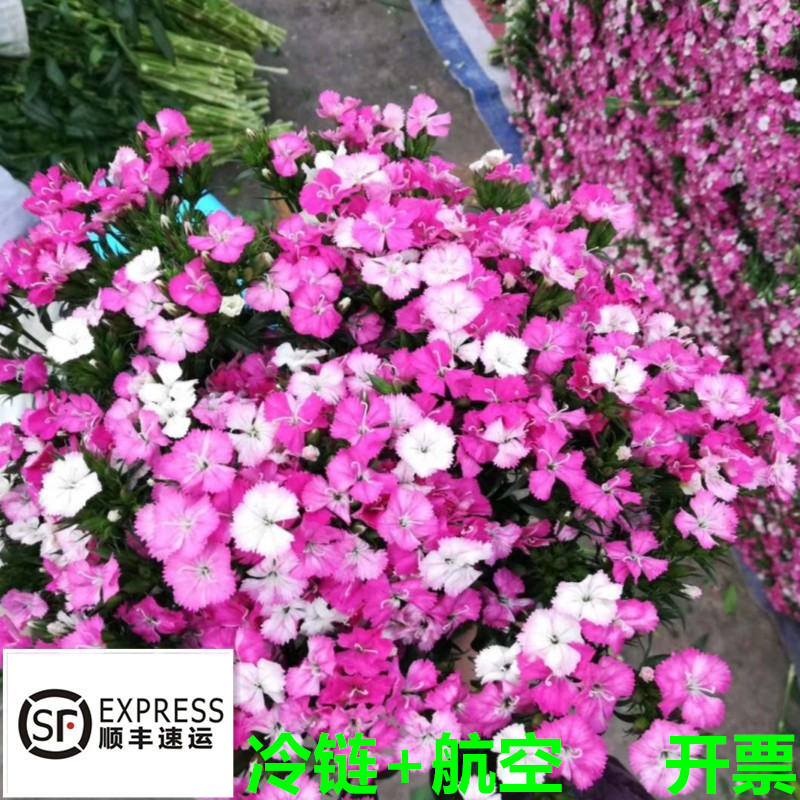 青梅相思梅鲜花 云南基地直发办公家用插花常用配花 满两束顺丰