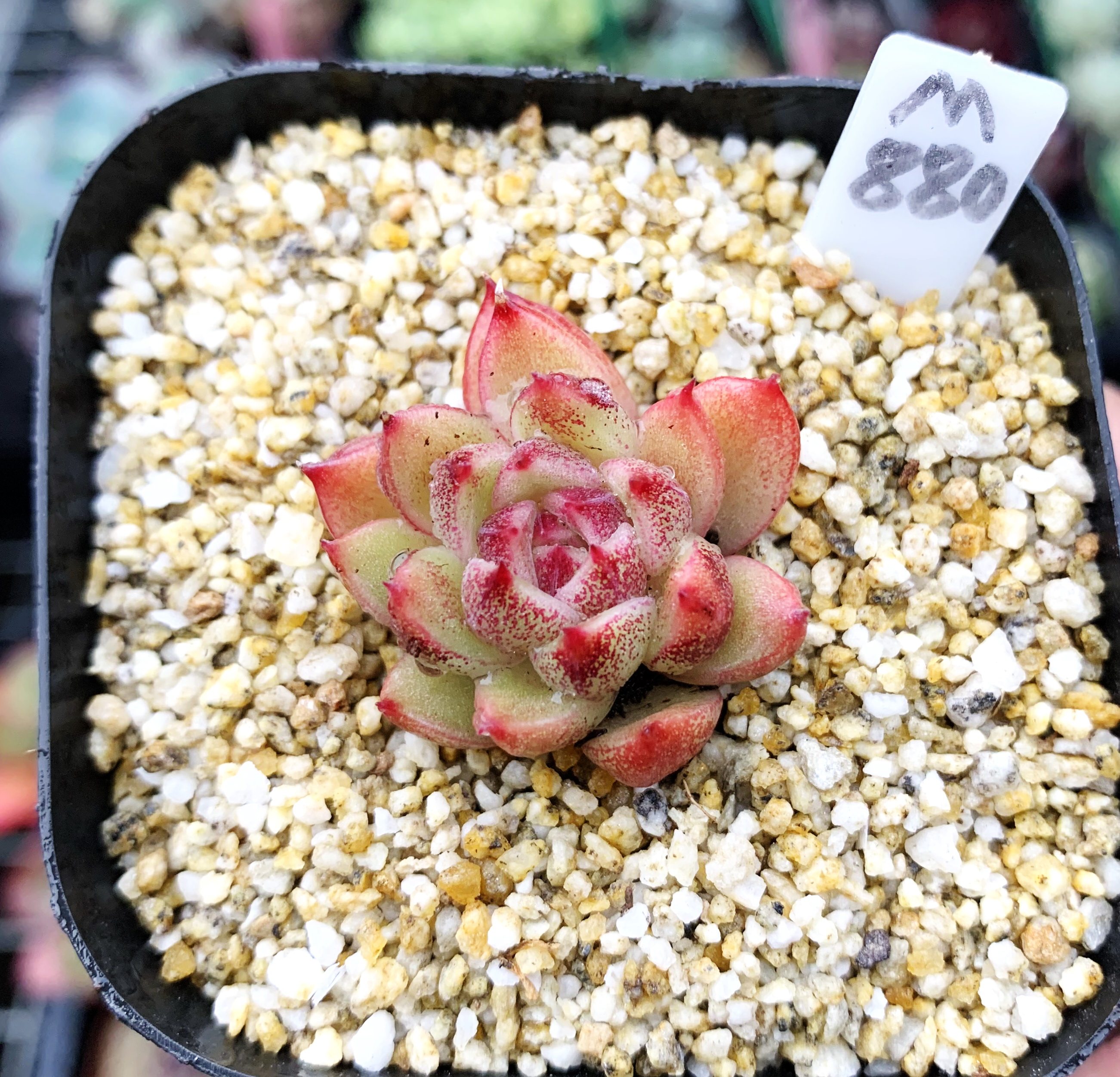 多肉植物 多肉 紫水晶 特选 6厘米盆 有根 一物一拍!肉肉 植物