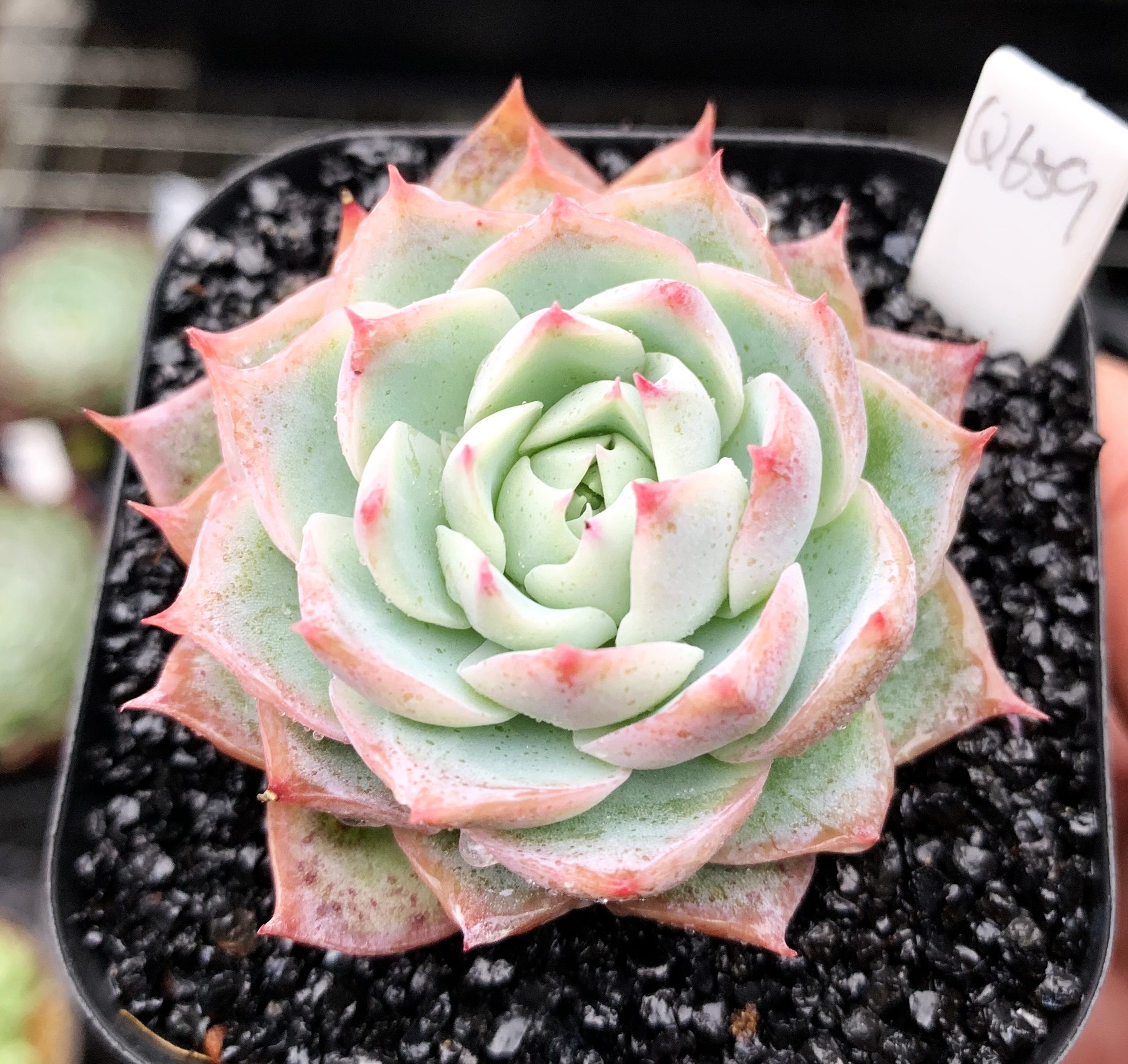 多肉植物 多肉 孤星 6厘米盆 有根 一物一拍!肉肉 植物 盆栽