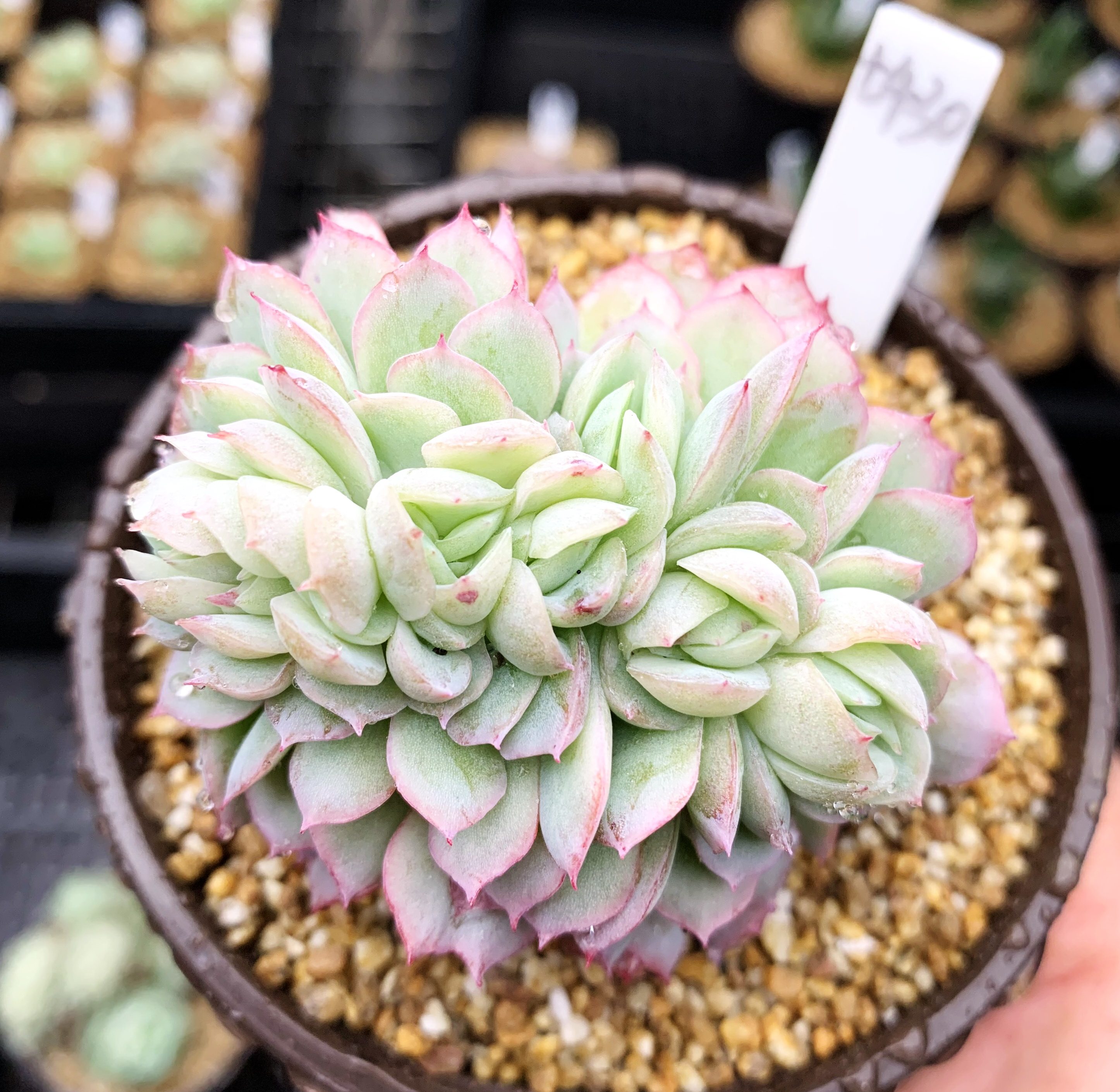 多肉植物 多肉 贝瑞缀化 9厘米盆 有根 一物一拍!肉肉 植物