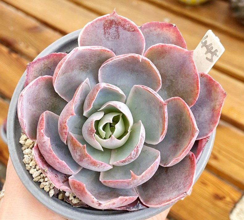 pinky 粉红天使  多肉植物肉肉 9cm盆 有根 一物一拍!肉肉 盆栽