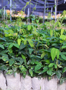 8月炸九月瓜三叶木通八月瓜果苗