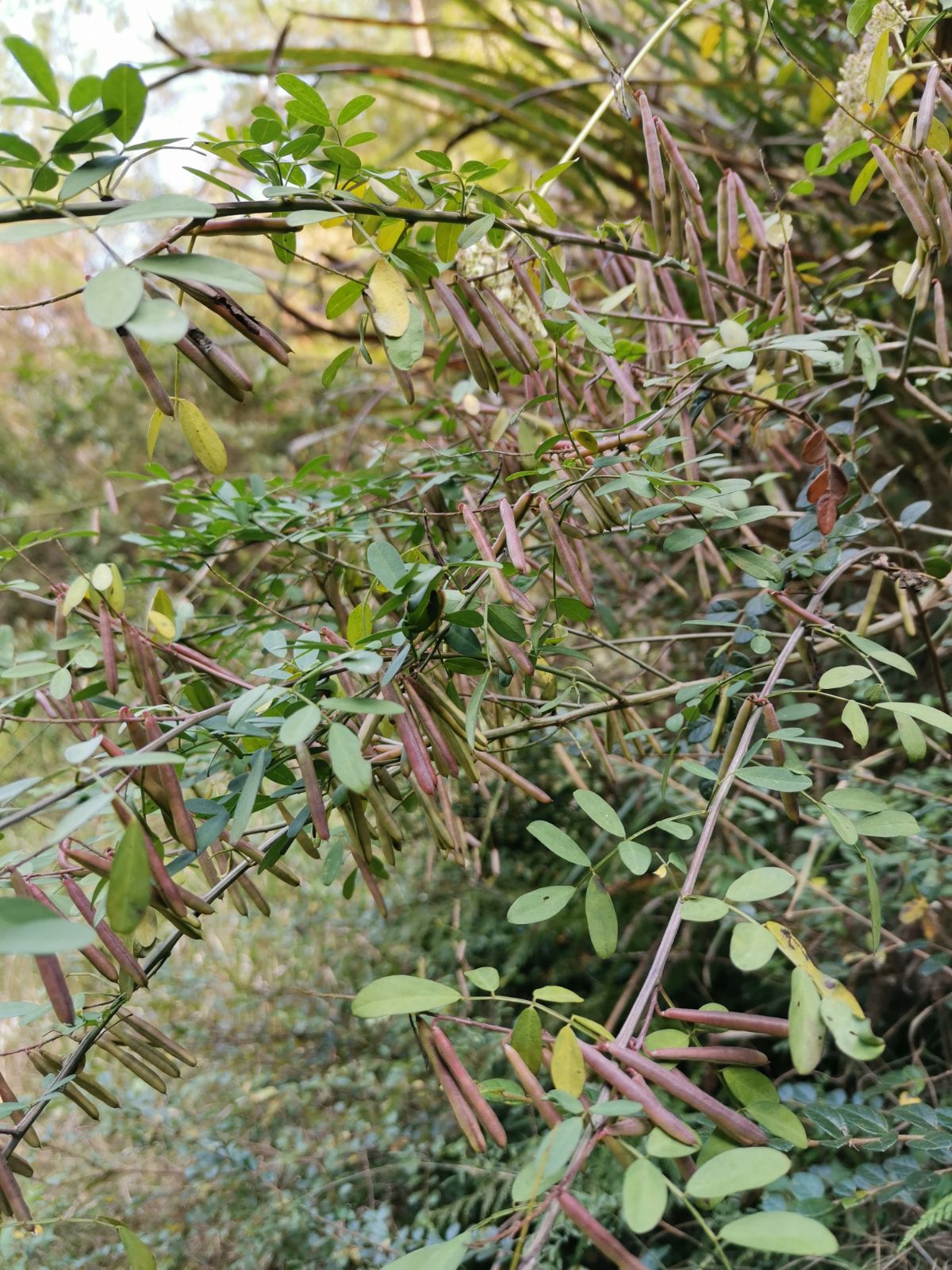 中草药中药材新鲜马棘  野绿豆 野豆子枝条根,苗都有