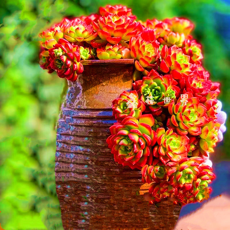 超大老桩火焰蒂亚多肉植物云南花卉庭院吸甲醛美观盆栽含盆带土发