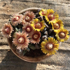 多肉植物唐扇稀有品种室内阳台绿植