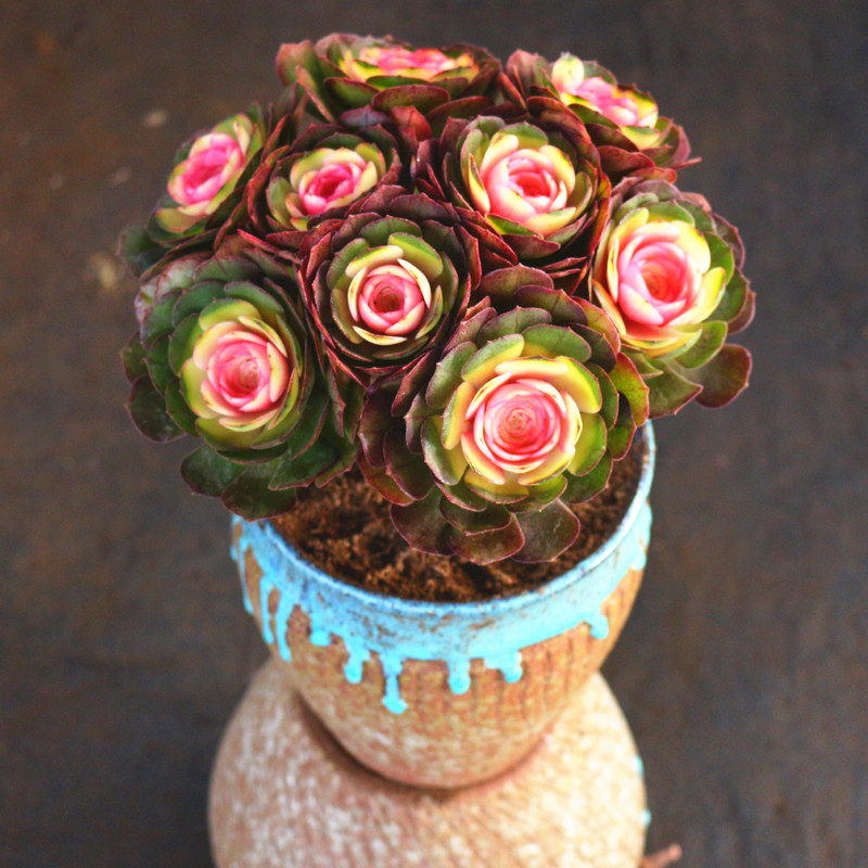 高级精品大颗好养红心法师锦多肉植物云南花卉室内美观防辐射盆栽