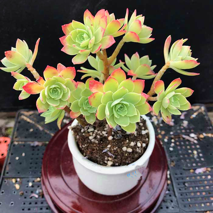 满额包邮多肉植物薄化妆果冻粉色精品肉肉花卉绿植盆栽防辐射