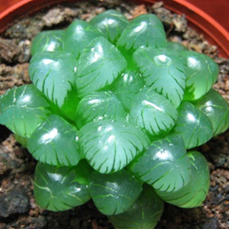 玉露多肉植物 水晶