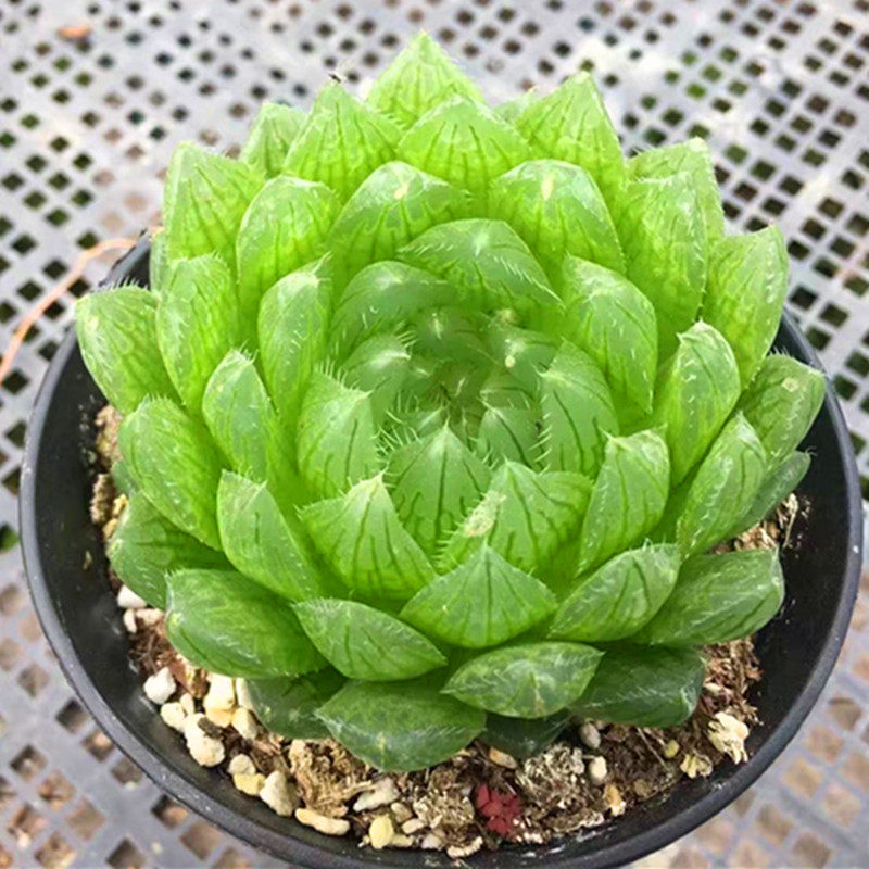 巨大樱水晶玉露稀有罕见十二卷盆栽多肉植物奇趣肉肉室内桌面花卉