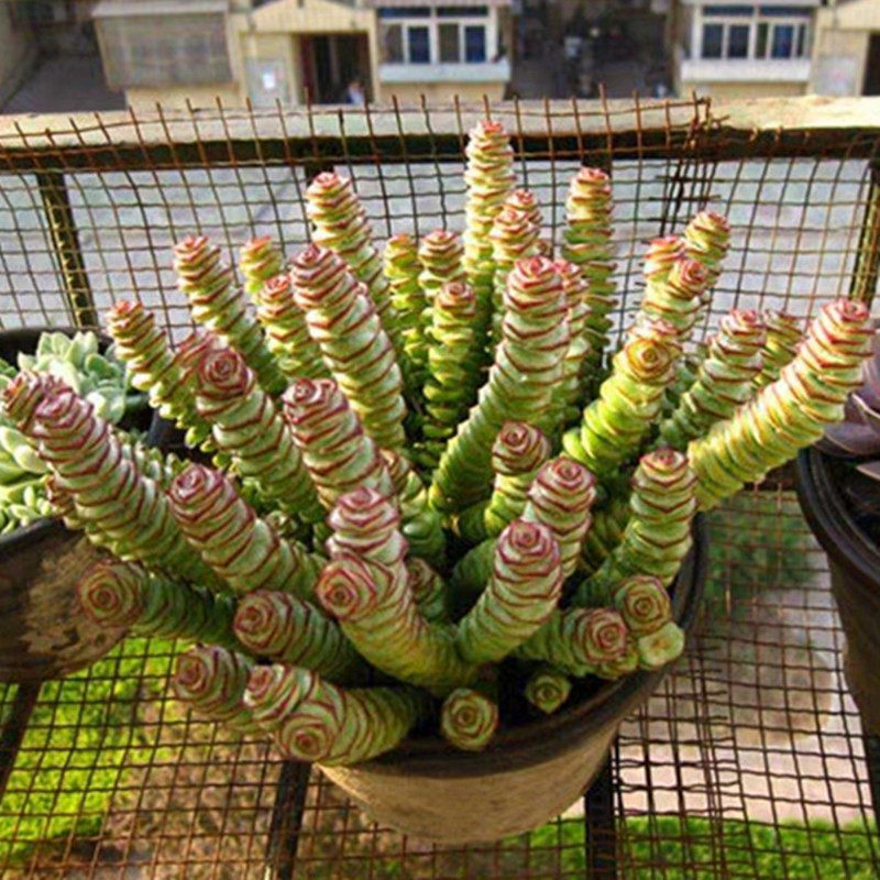 老庄多肉植物_钱串多头老庄多肉植物组合盆栽带盆土栽好花卉办公室