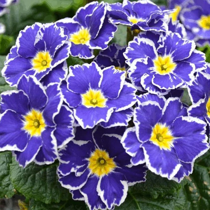 28元包邮多年生草本植物稀有报春花蓝斑马扎染重瓣报春苗带花发货